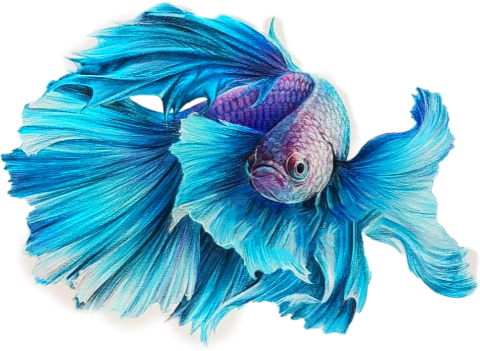 Betta Sticker - Beautiful Drawing Fish Clipart. 