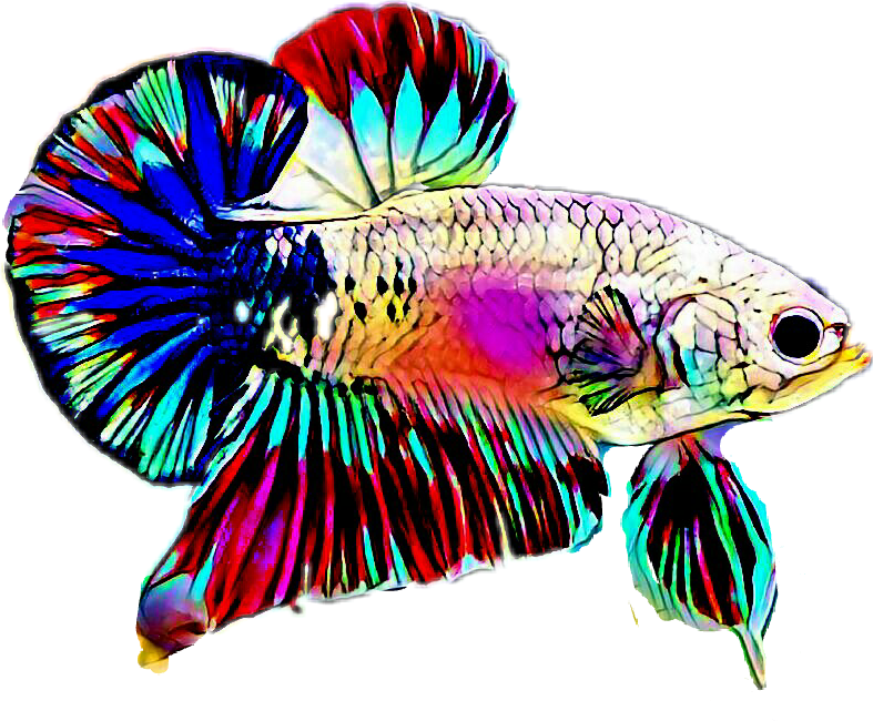 #betta - Betta Png Clipart (787x650), Png Download
