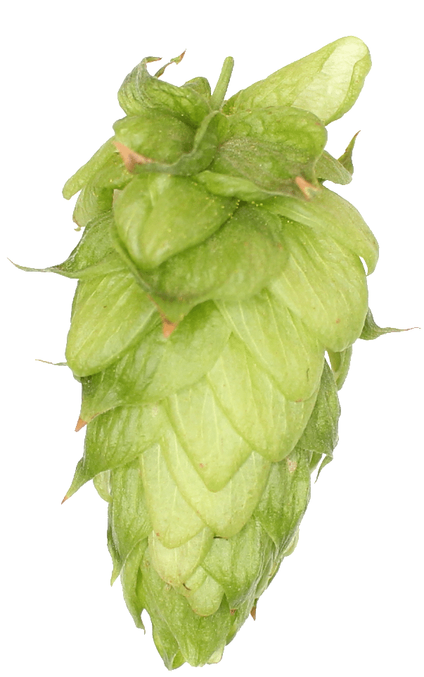 Fruit Clipart (699x1024), Png Download