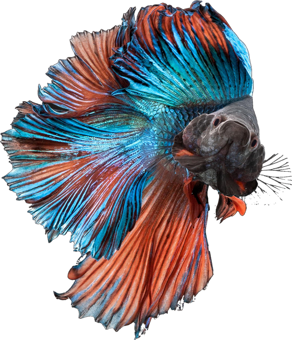 Betta Fish Bettasplendens Bettafish Blue Orange Fancy - Siamese Fighting Fish Multi Clipart (1024x1191), Png Download