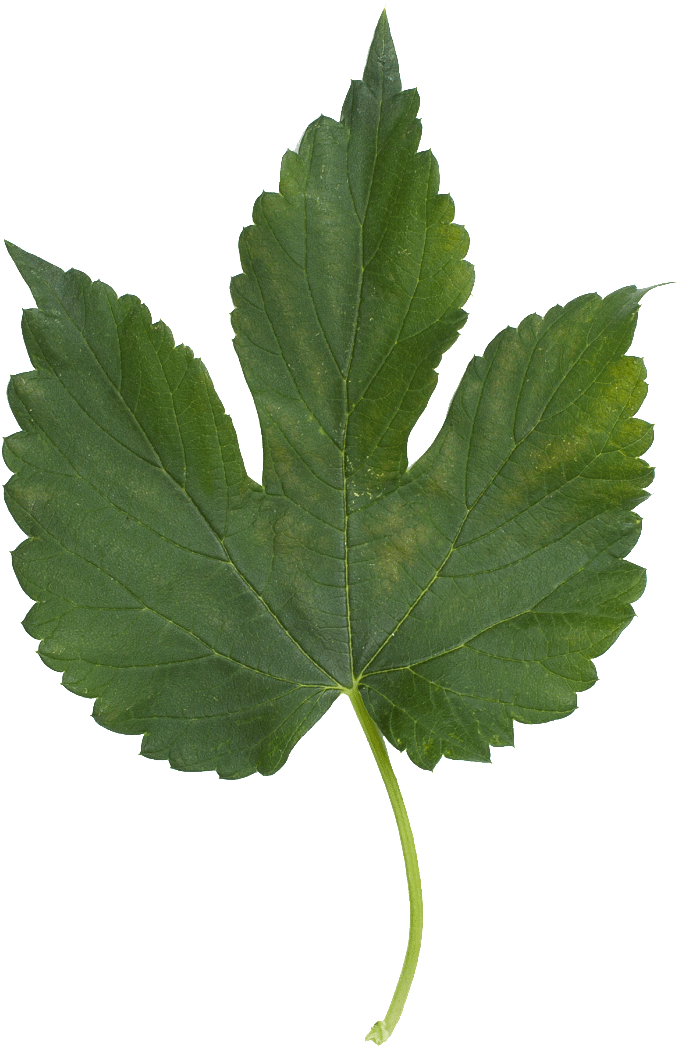 Bobek Leaf-768x1122 - Feuille Erable Sycomore Clipart (768x1122), Png Download