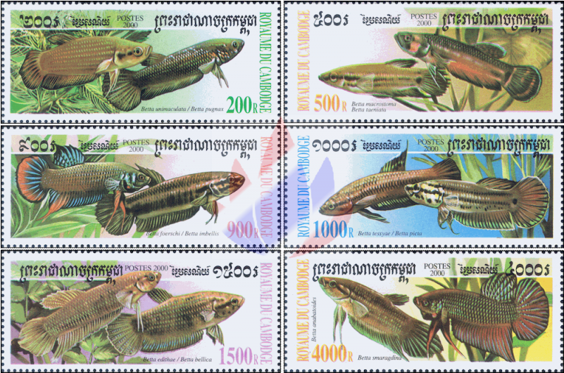 Bettas Clipart (800x800), Png Download