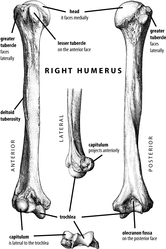 Vector Stock Anatomy Coloring Pages Bones Google Search - Humerus Bone Labeled Clipart (600x867), Png Download