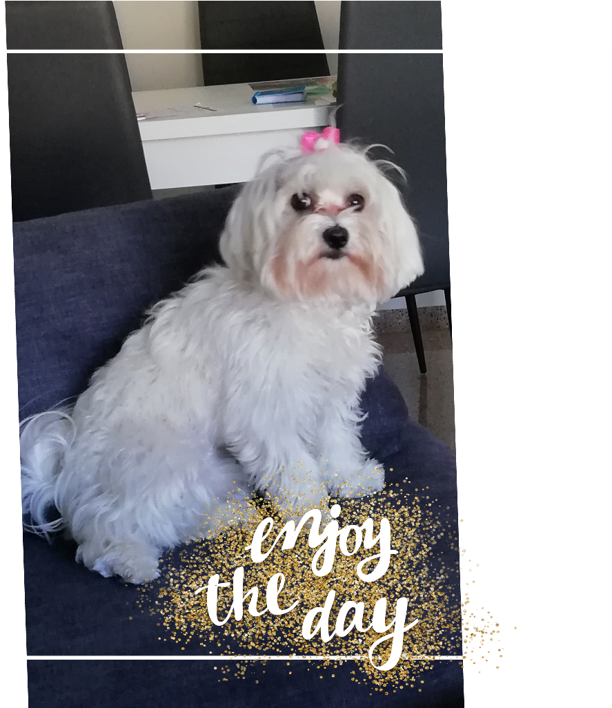 ##cumple Kissy, 1 Añito - Maltese Clipart (1024x1024), Png Download