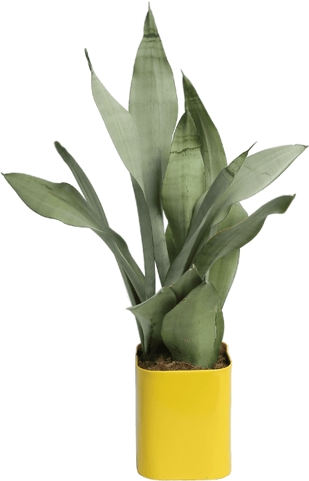 Gifts With Love - Agave Clipart (704x704), Png Download