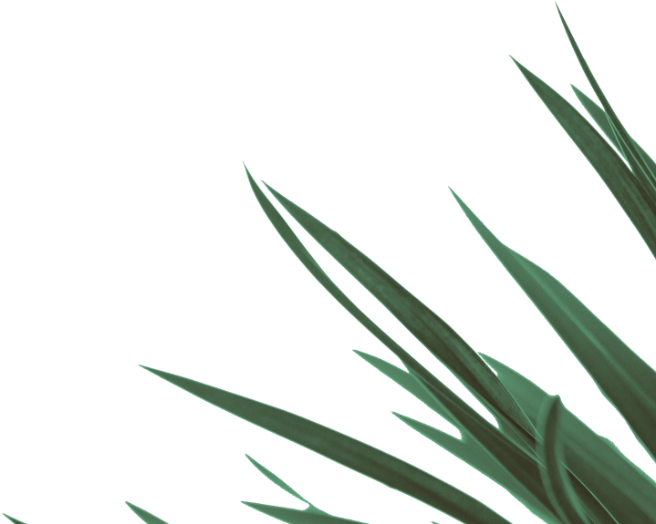 Grass Clipart (719x575), Png Download