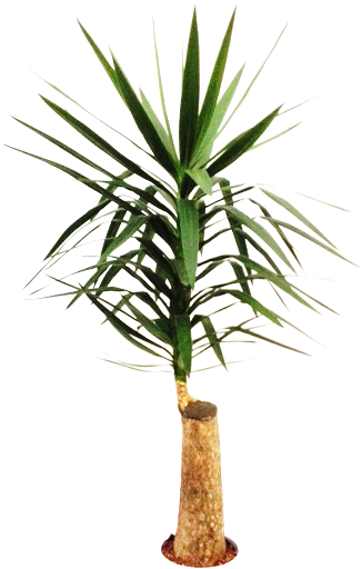 Yucca Stem 22/19 H140 - Yucca Clipart (480x640), Png Download