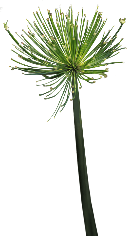 Noble Viii Immortelle - Grass Clipart (800x1000), Png Download