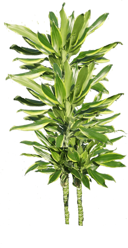 Moonlight Cane - Houseplant Clipart (502x1024), Png Download