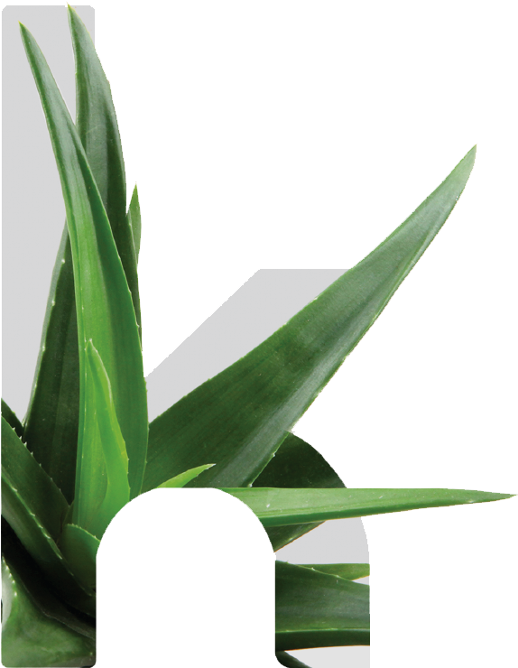 Kretaloe - Grass Clipart (1200x1000), Png Download