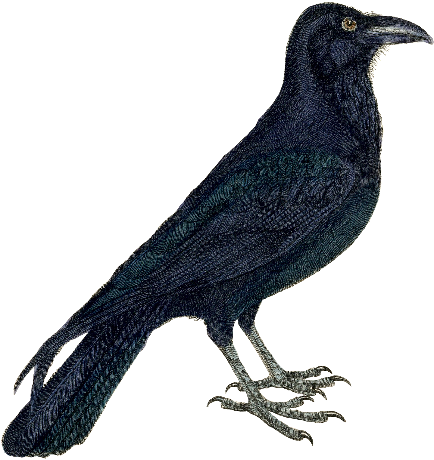 Crow Clipart - Png Download (1557x1788), Png Download