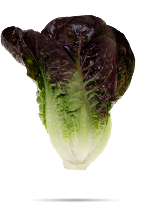 Romaine Lettuce Clipart (768x934), Png Download
