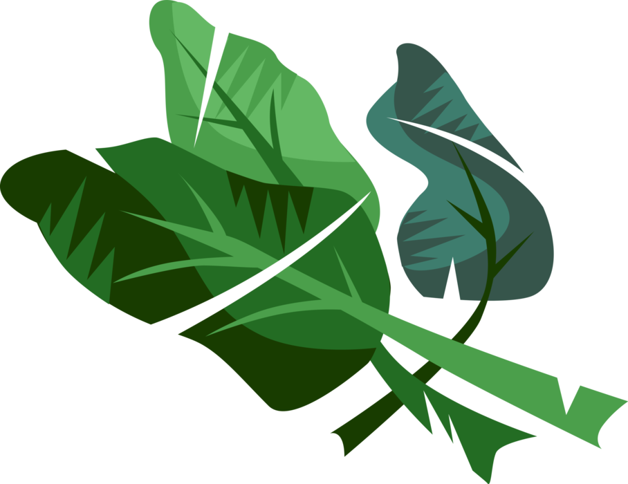 Vector Illustration Of Edible Vegetable Leaf Plant Clipart (908x700), Png Download