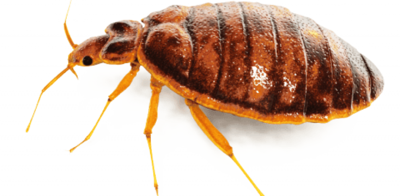 Pest Png - Bedbug Png Clipart (814x400), Png Download