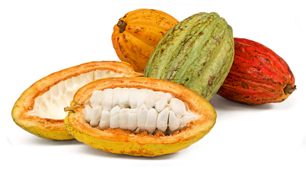 Image Module - Imagenes De Mazorcas De Cacao Clipart (1046x583), Png Download