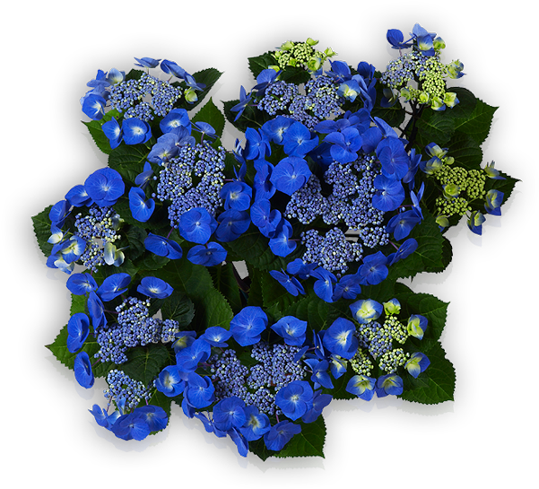 Zorro - Artificial Flower Clipart (600x600), Png Download