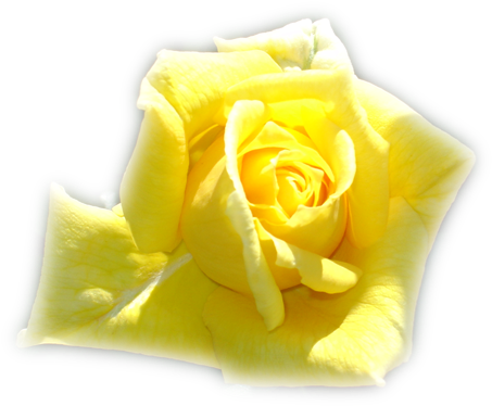 Paisajes Y Flores Png - Garden Roses Clipart (700x467), Png Download