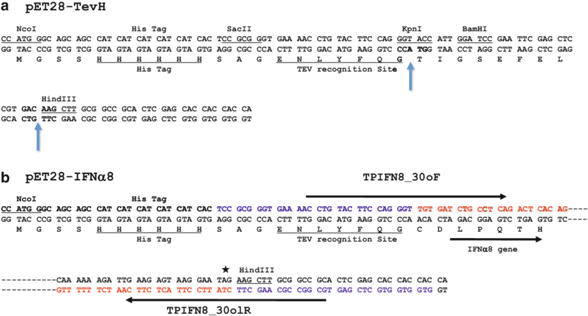Cloning Of The Ifnα8 Gene Into The Recipient Vector - Dna Sequence Clipart (850x458), Png Download