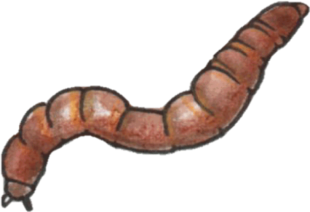 Bottom Dwellers - Earthworm Clipart (800x450), Png Download