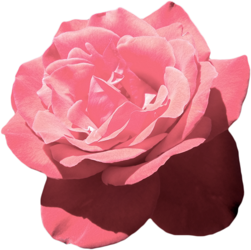 Aesthetic Tumblr Flower Pink Vaporwave - Aesthetic Pink Flower Png Clipart (500x499), Png Download