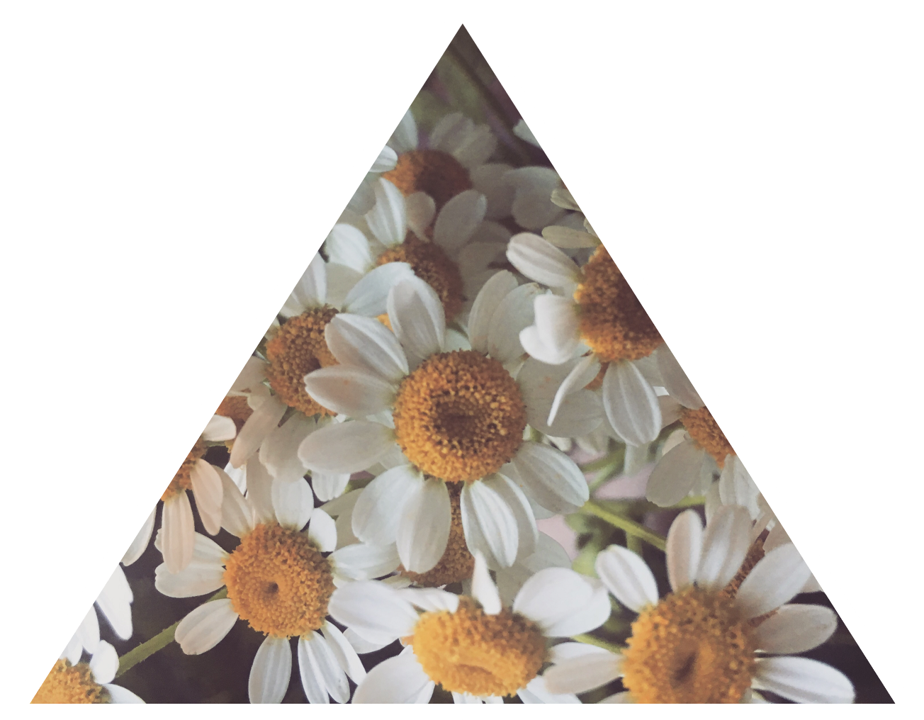 Daisy Tumblr Asthetic Daisies Flower Freetoedit - Daisy Tumblr Transparent Clipart (1304x1016), Png Download