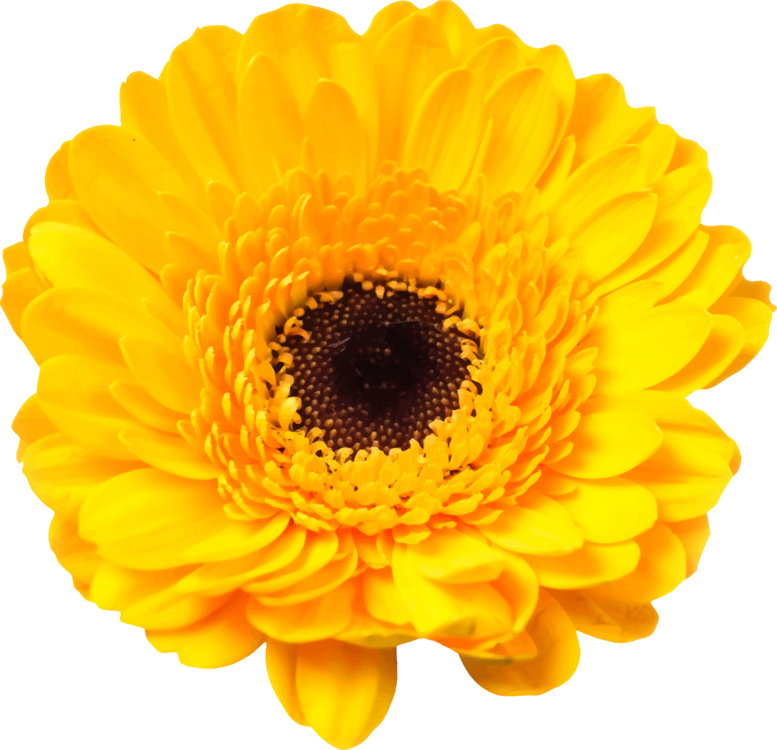 Daisy Family Cut Flowers Common Daisy - Yellow Daisy Clipart (777x750), Png Download