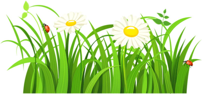 Free Png Download Grass With Daisies And Lady Bugs - Grass Clipart Transparent Png (850x424), Png Download