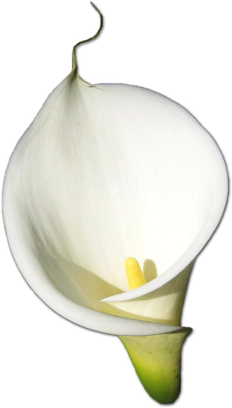 Calla Png Hd - Calla Lily Flower Png Clipart (1000x1559), Png Download