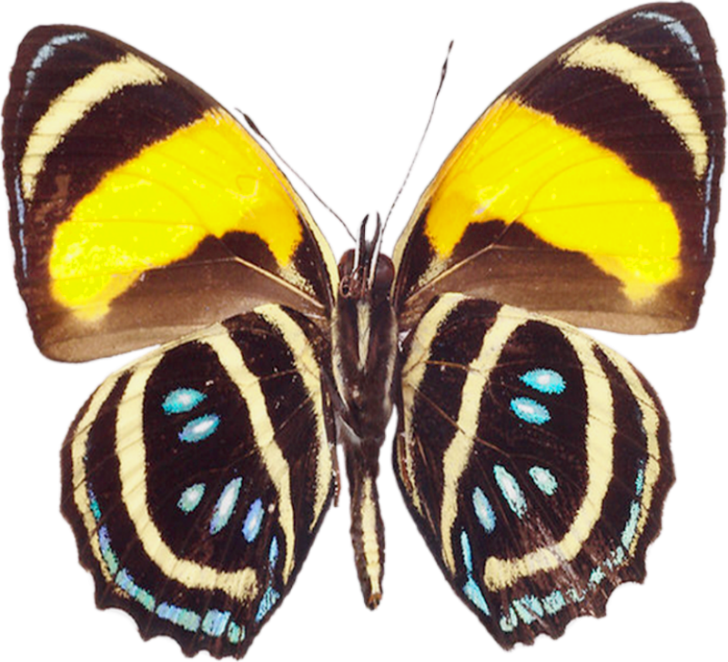 Free Image Of Butterflies - Large Butterfly Clipart (800x727), Png Download