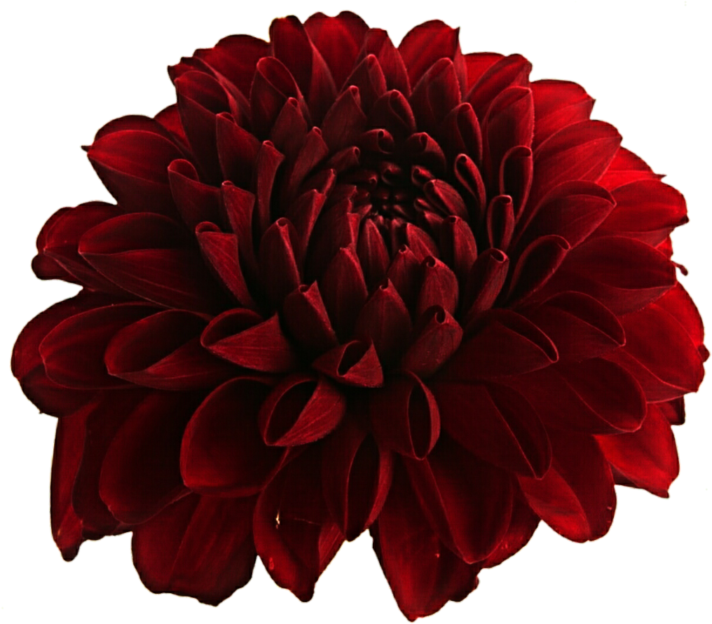 Dahlia Png Hd - Clip Art Transparent Png (1024x902), Png Download