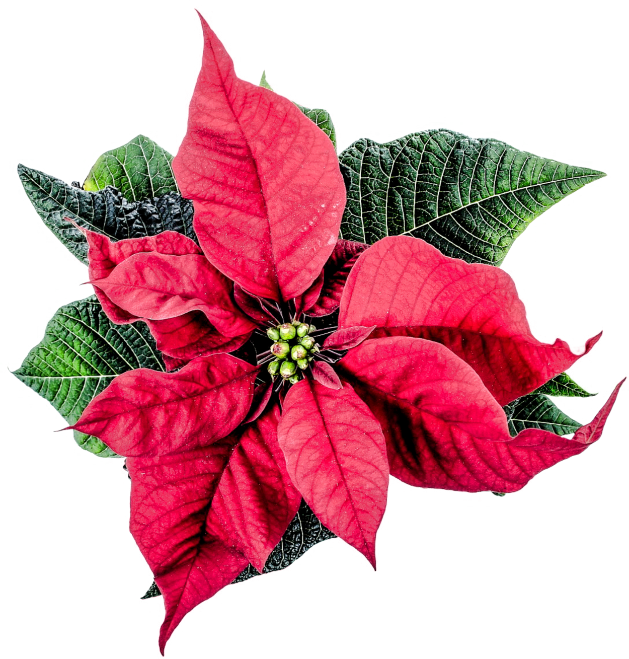 Christmas Poinsettia Flower Png Transparent Image - Poinsettia Png Clipart (1250x1309), Png Download