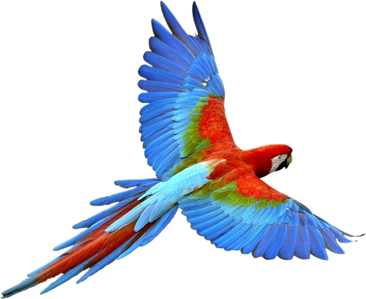 Parrot Transparent Image Parrot Animal Parrot Png Clipart Large