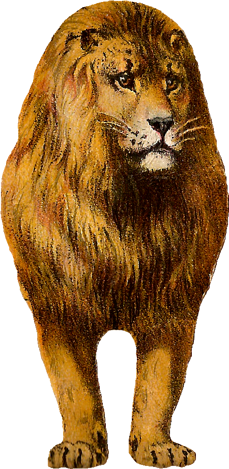 Lion - Antique - Masai Lion Clipart (580x1022), Png Download