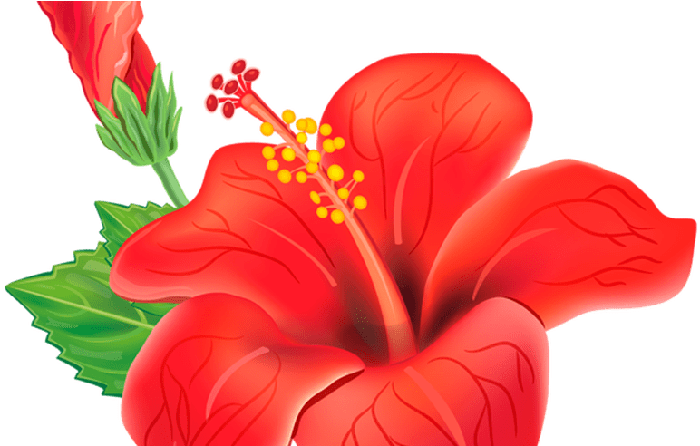 Red Exotic Flower Png Clipart Picture Poroplast Pinterest - Jaswand Png Transparent Png (800x491), Png Download