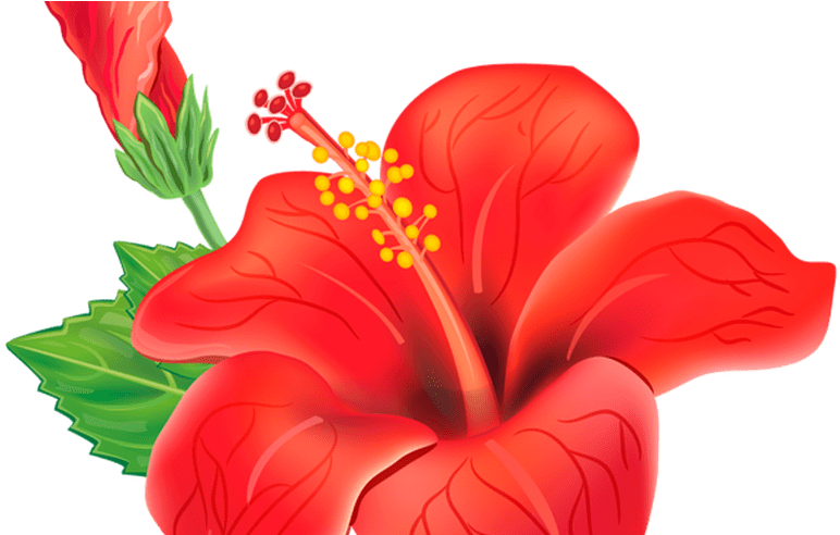 Red Exotic Flower Png Clipart Picture Poroplast Pinterest Jaswand Png Transparent Png Large Size Png Image Pikpng