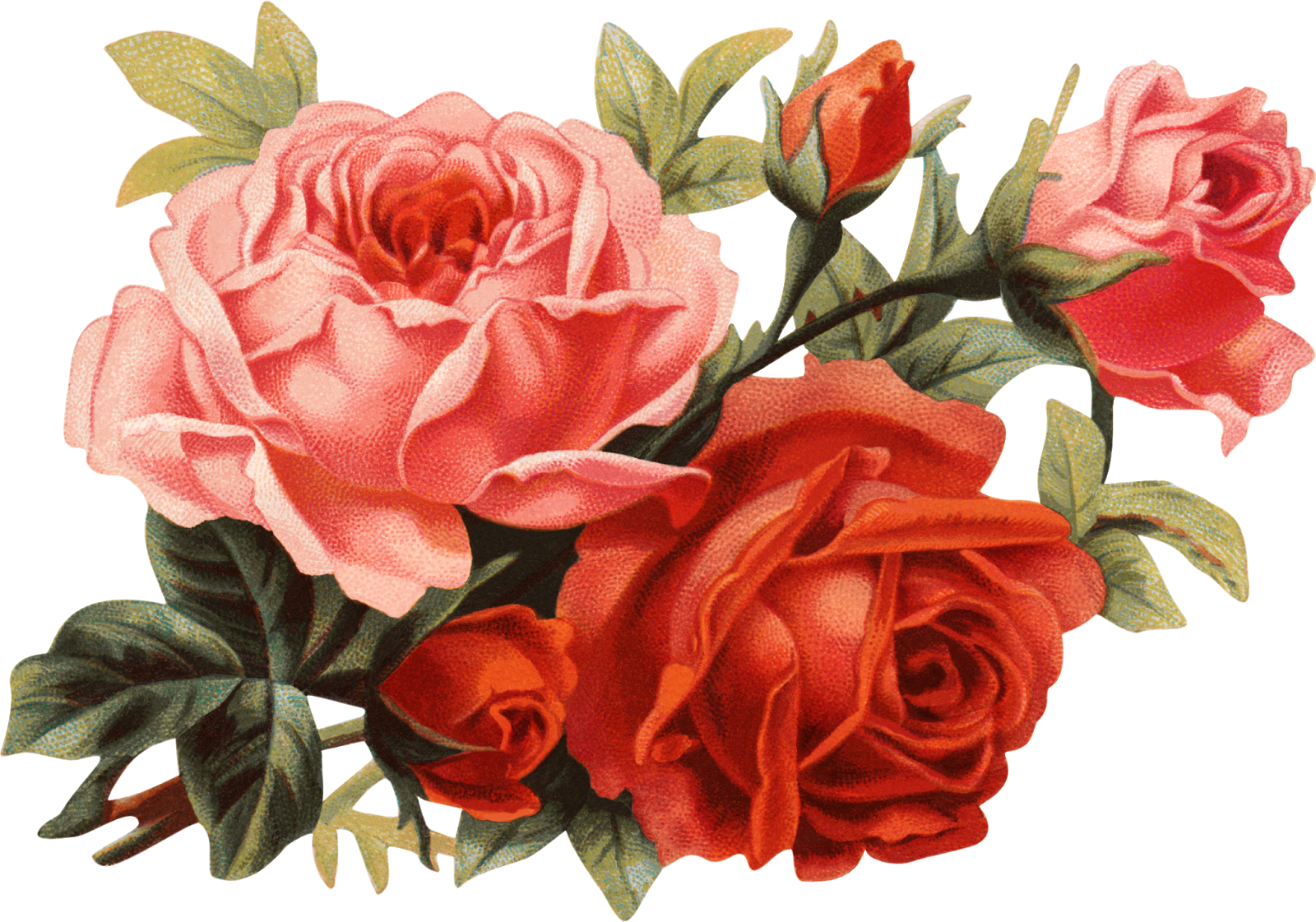 Цветы Пнг Clipart (1600x1121), Png Download