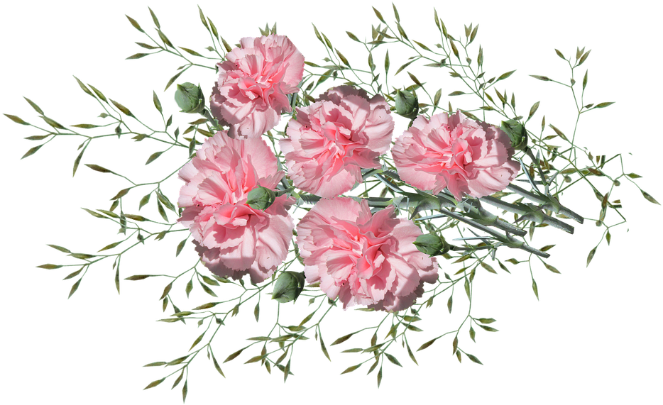 Carnations, Flowers, Nature, Garden, Plants - Onkruid Png Clipart (960x579), Png Download