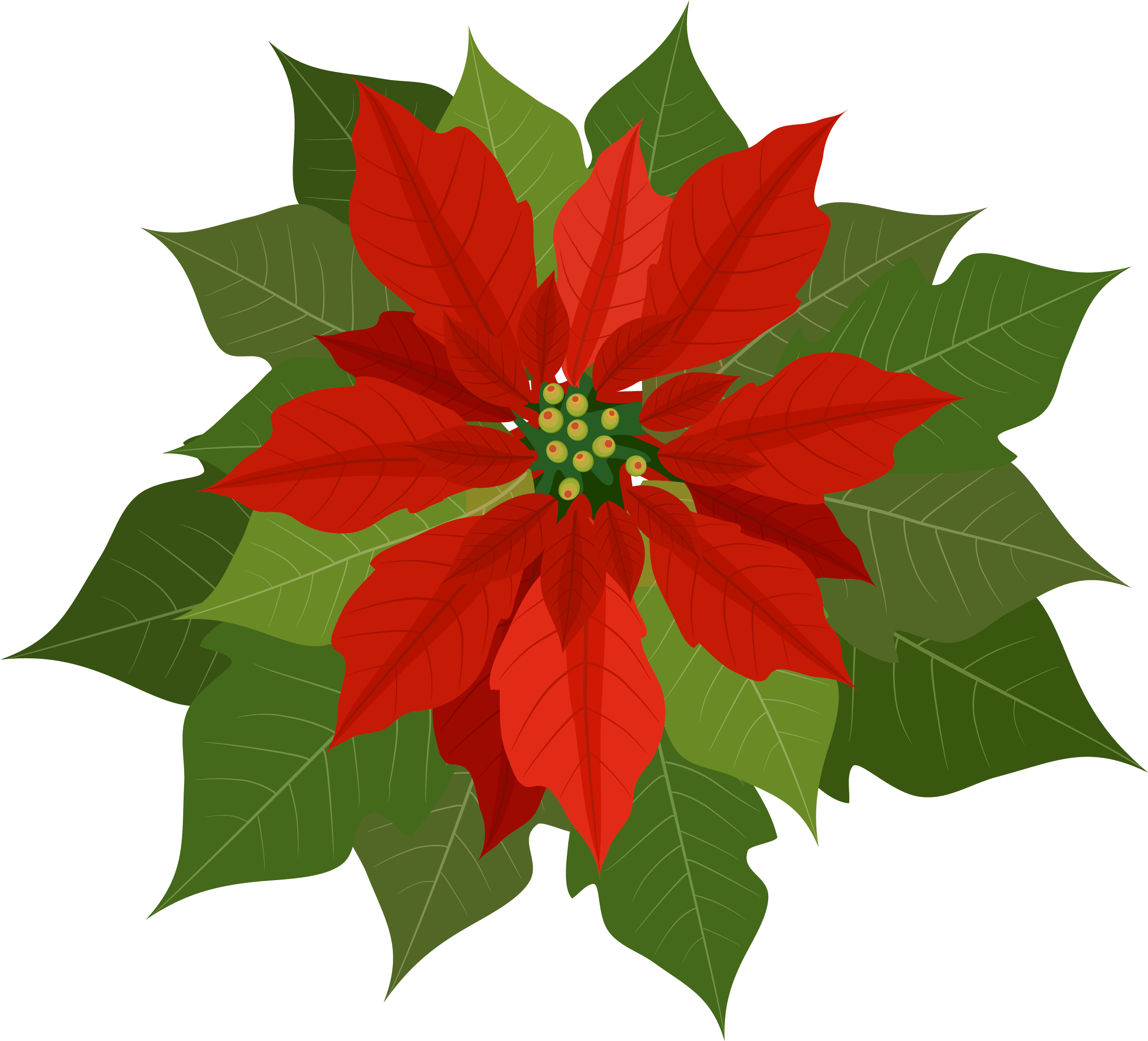 Christmas Poinsettia Png Clipart - Poinsettia Clip Art Free Transparent Png (2382x2160), Png Download