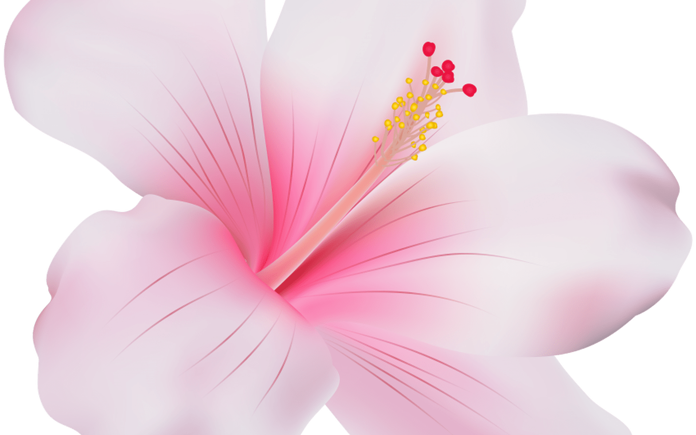 Emoji Png Hibiscus Flower Transparent Pictures Wwwpicturesbosscom - Pink Hibiscus Flower Png Clipart (1368x855), Png Download