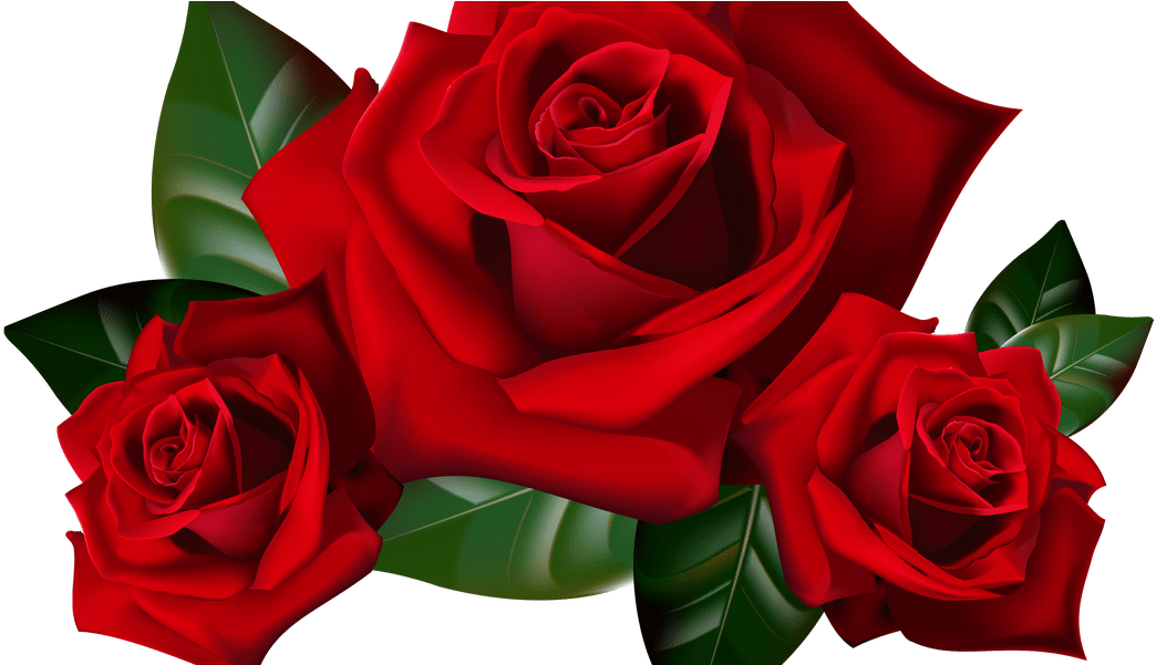Transparent Red Rose Clip Art - Transparent Background Rose Png (1067x600), Png Download