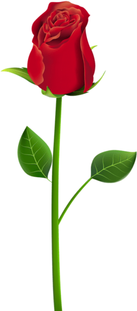 Free Png Download Rose Png Png Images Background Png - Rose Png For Picsart Clipart (480x1055), Png Download