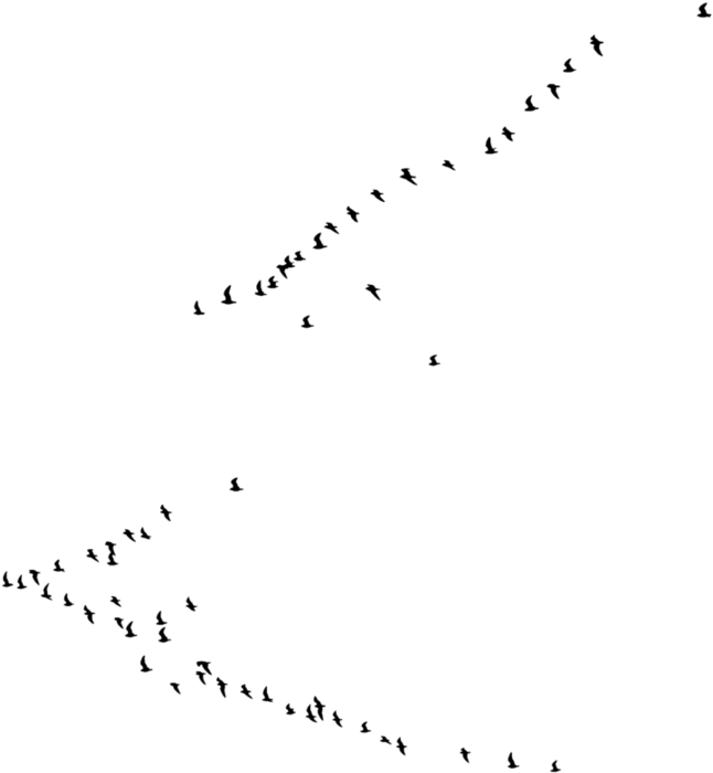 Image - Bird Clipart (917x871), Png Download