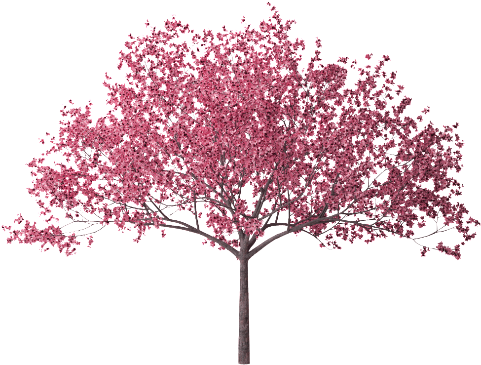 Photo Cherry Blossom Tree 28 Hd Wallpaper Zpsck2lgwr2 - Cherry Blossom Tree Png Clipart (1023x777), Png Download