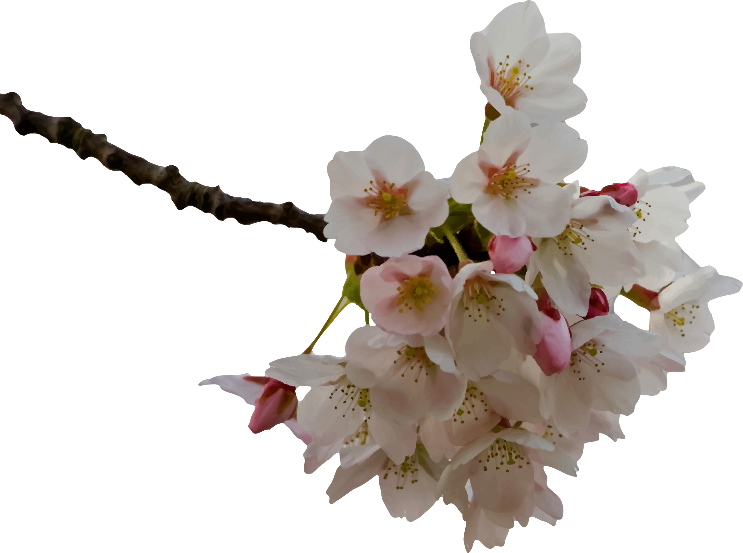 This Free Icons Png Design Of Cherry Blossom Clipart (2400x1786), Png Download
