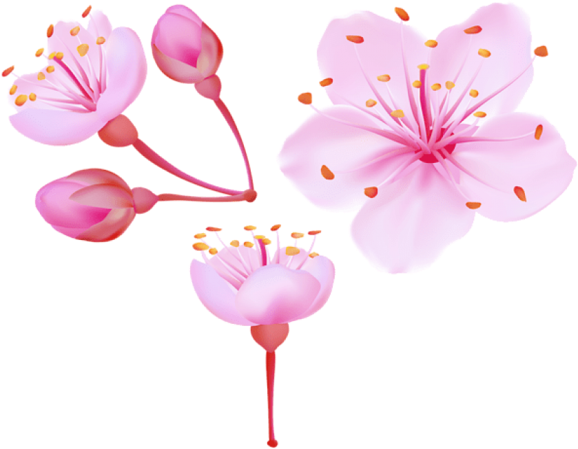 Free Png Download Spring Cherry Blossoms Png Images - Cherry Blossom Flower Png Clipart (850x661), Png Download
