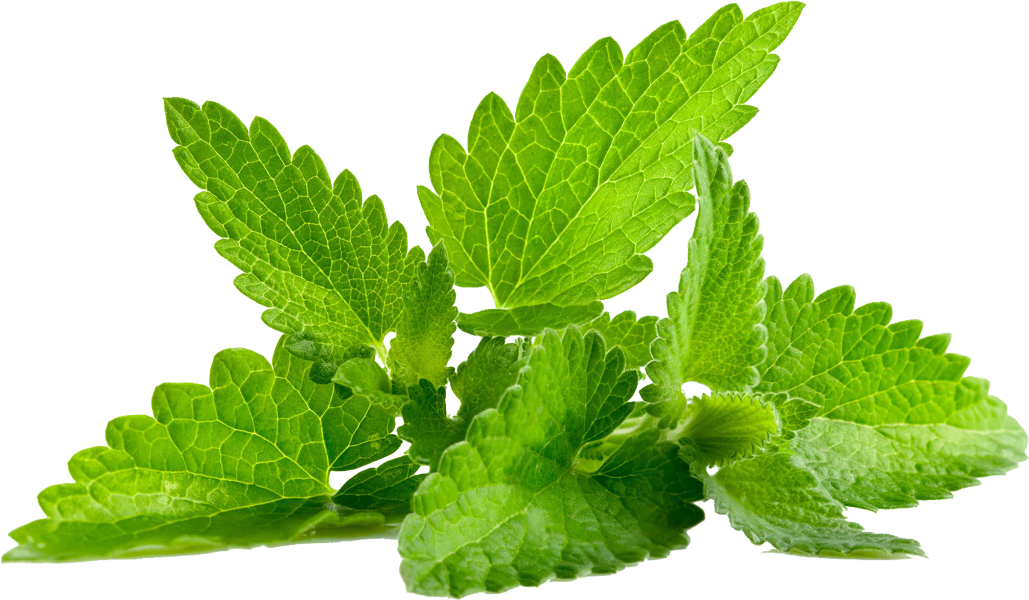 Mint Png Images - Menthe Png Clipart (2480x1560), Png Download