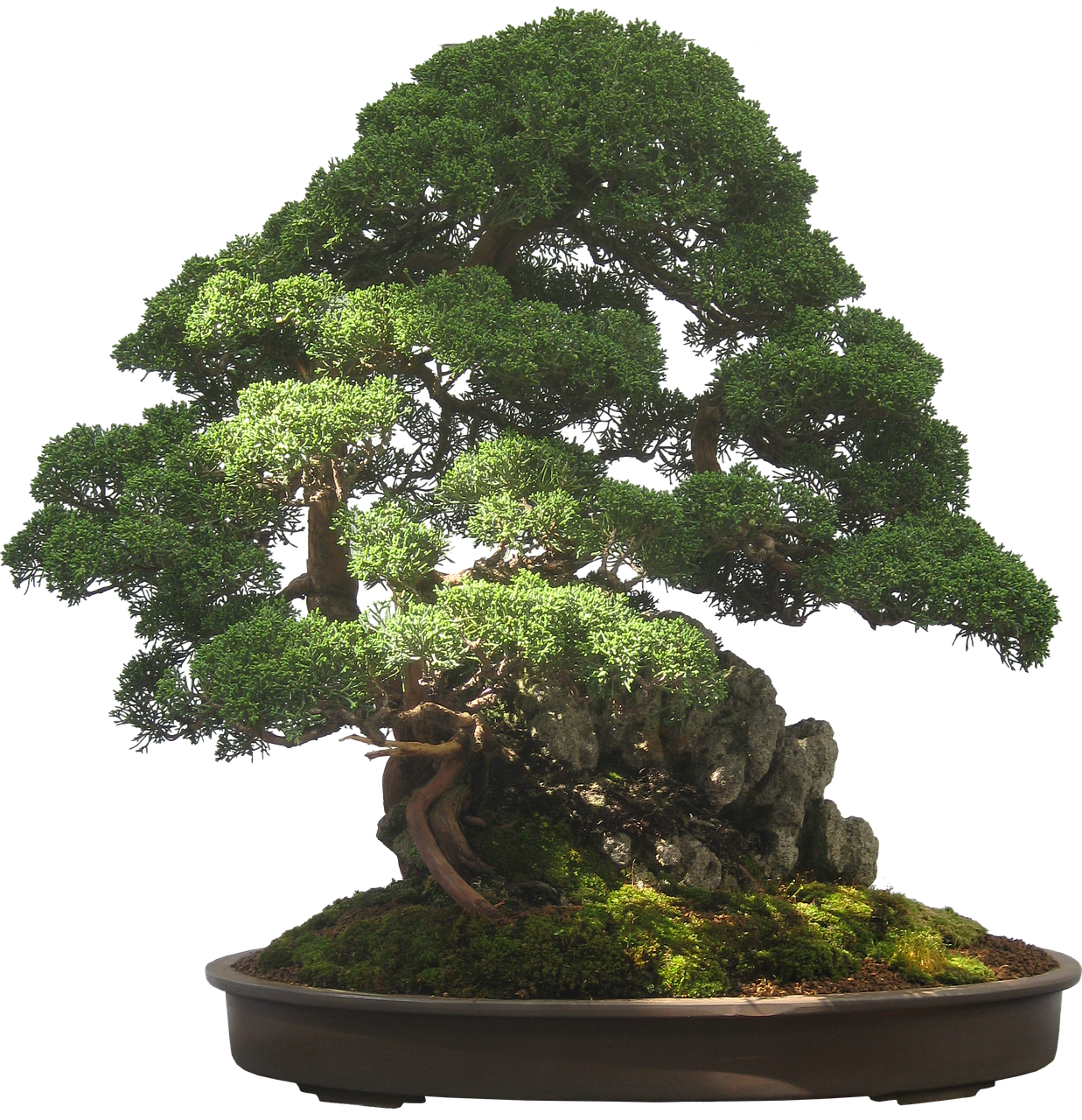 Bonsai,tree,plant,potted Plant,small,tiny,free Pictures, - Bonsai Tree Transparent Background Clipart (1237x1280), Png Download