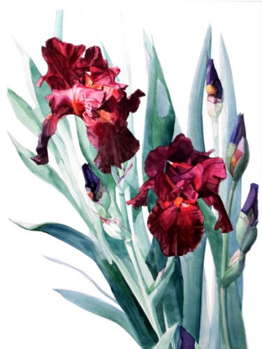 Dark Green Flowers Watercolor Clipart (670x500), Png Download