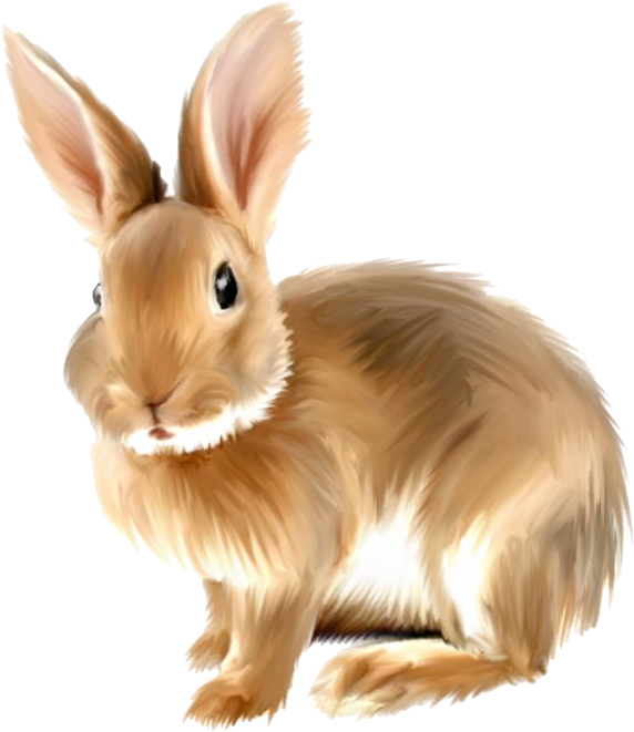 Rabbit Background Png - Rabbit Png Clipart Transparent Png (600x671), Png Download