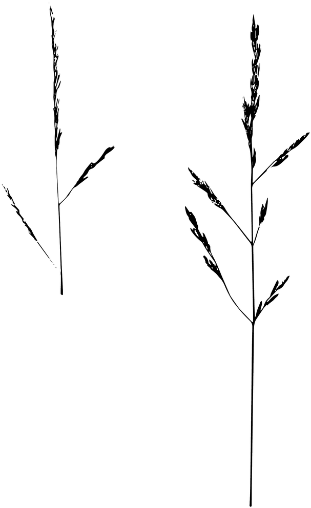 Game Grass Isolated Nature - Twig Clipart (905x1280), Png Download